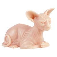 Tattoo Skin Practice Naked Cat