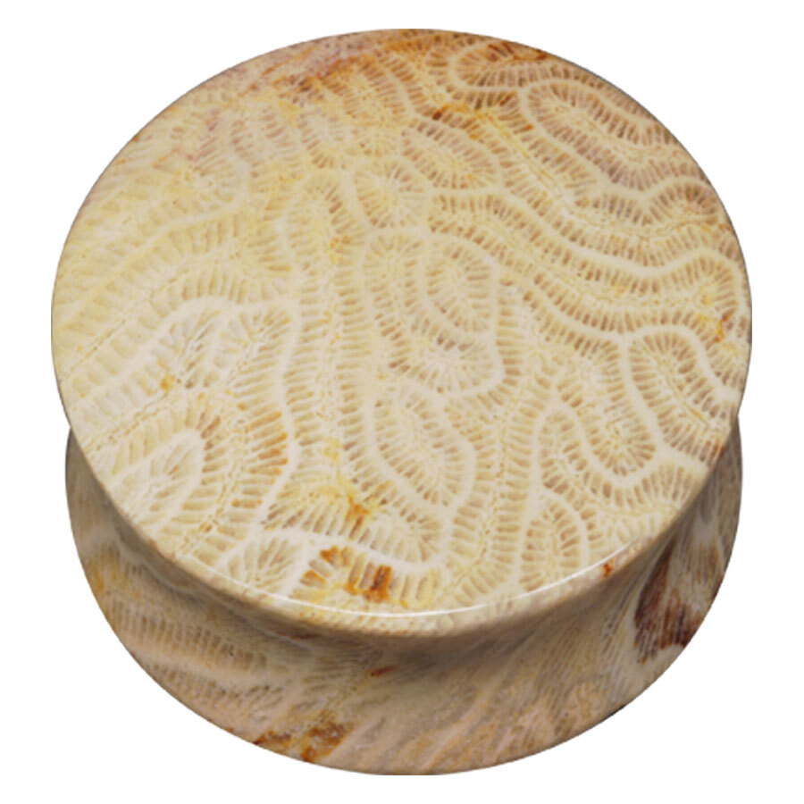 Brain Coral Plug