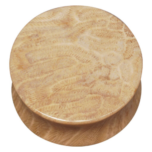 Brain Coral Plug