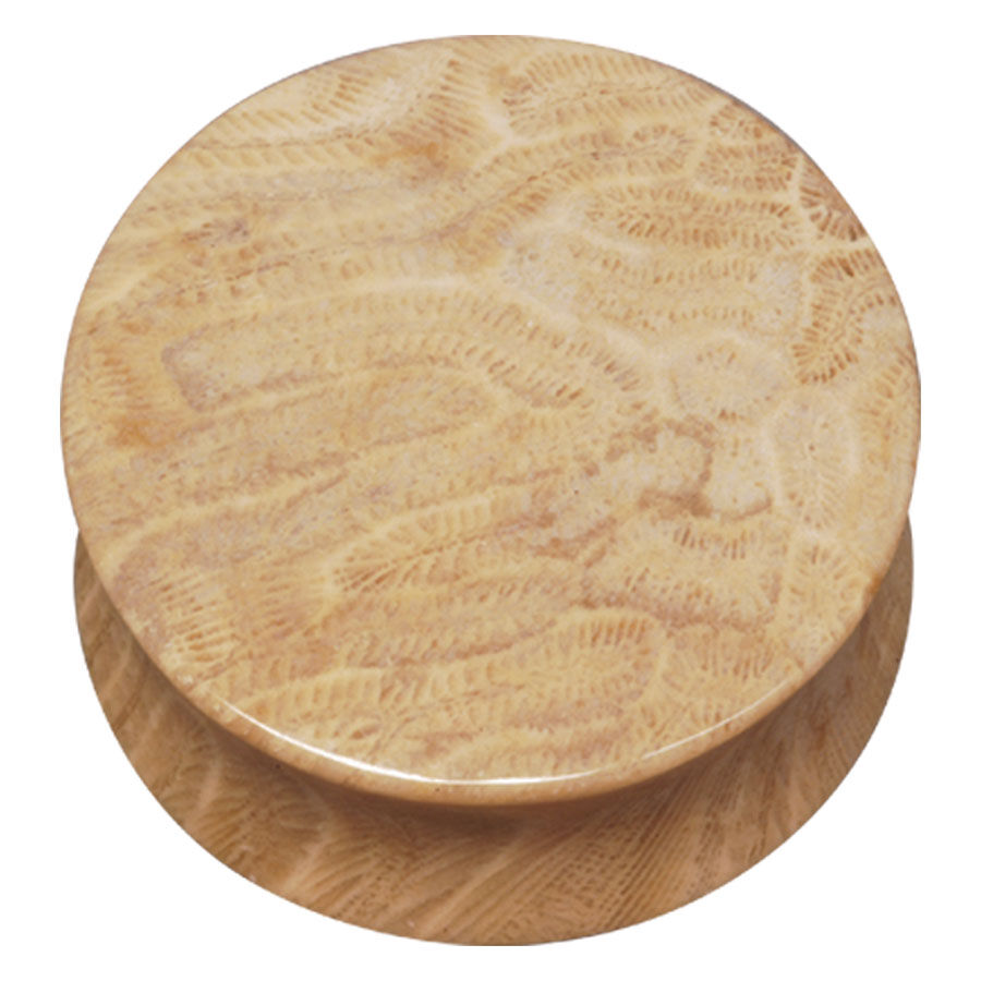 Brain Coral Plug Brain Coral Plug